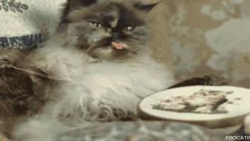 7 webs para reírse un rato (FOTOS)