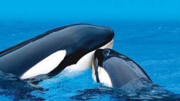 ¿Proteger a los peces?