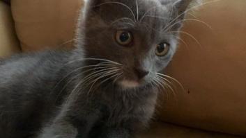 Gracias a Pokémon Go hay esperanza para esta gatita