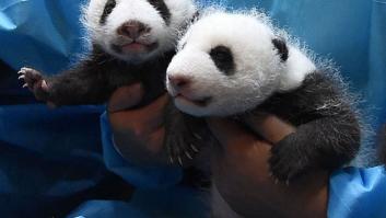 Esta guardería de bebés panda en China es lo más tierno que vas a ver en todo el día