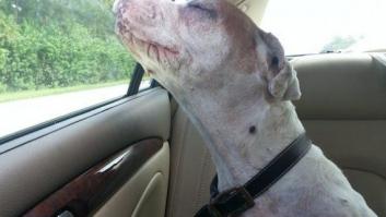 Una joven fotografía la paz de su perra antes de ser sacrificada