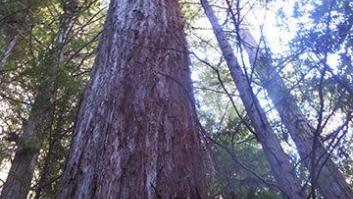 Codorníu contra las secuoyas de California