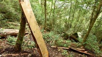 El bosque se tiñó de rojo sangre