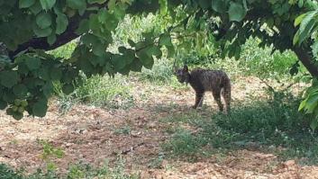 Hallan un lince ibérico en el área metropolitana de Barcelona
