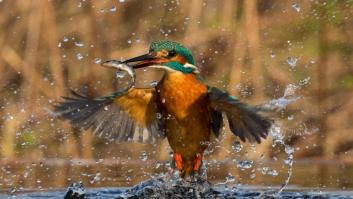 11 de las mejores fotografías de animales que verás en todo el año