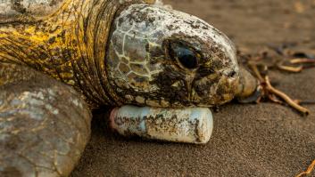 Seis fotos conmovedoras que captan la naturaleza en peligro