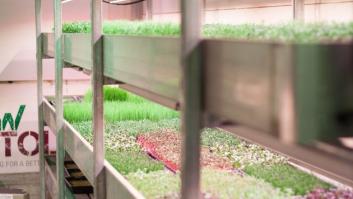 Estas 'start-ups' sostenibles están cambiando el mundo para mejor