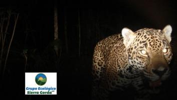 El día en que mi hermano entendió para qué sirve un jaguar