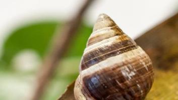 Muere 'El Solitario George', el último caracol arborícola de su especie