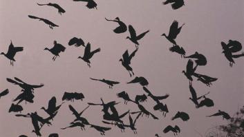 Los días de Alcíone