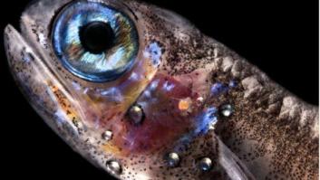 Brotes azules en el Océano Abierto