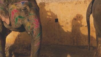 Elefantes en la India: criaturas espirituales y esclavizadas