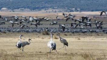 El festival de las grullas