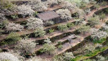 Ocho espectaculares floraciones para contemplar esta primavera
