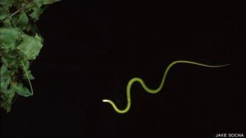 Así vuelan las serpientes (FOTOS, VÍDEO)