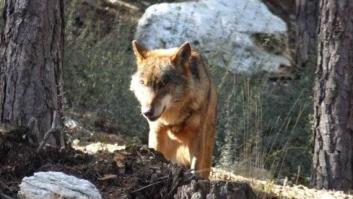 Manifestación por el lobo ibérico