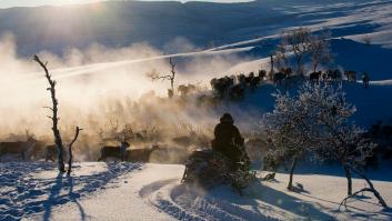 Estas espectaculares fotos de renos en Noruega esconden un secreto radiactivo