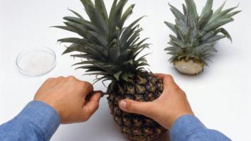 Cultivar piñas en casa es mucho más fácil (y largo) de lo que piensas