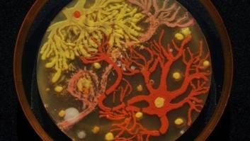 Una artista española pinta con bacterias y el resultado es espectacular
