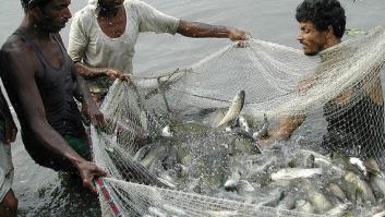 Cómo sería un mundo sin peces