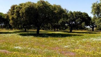 20 años de Cabañeros