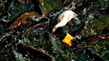 La lucha por la vida