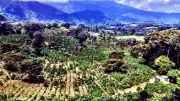 Historia de un café en Panama llamado Finca Lérida