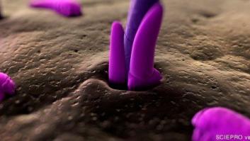 Pequeños ácaros viven en tu cara, según los científicos (VÍDEO)