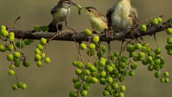 Impresionantes imágenes de naturaleza salvaje (FOTOS)