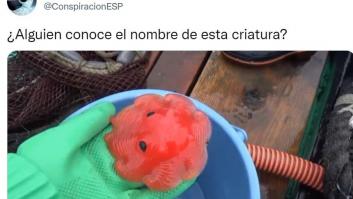 AliExpress se corona con su réplica a este vídeo que recorre Twitter
