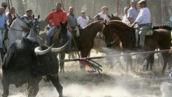 PSOE y PP de Tordesillas apoyan el recurso ante el TC para permitir el Toro de Vega