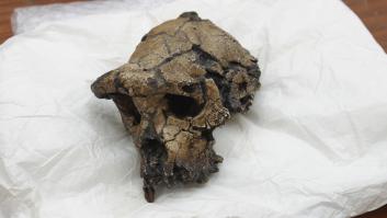 El antepasado más antiguo conocido del ser humano ya caminaba erguido hace 7 millones de años