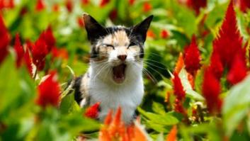 Intenta ver estas fotos de animales sin bostezar