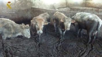 Detenido un ganadero por la muerte de 21 vacas de hambre y sed