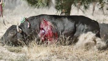 La Junta apoya el Toro de la Vega sin "la parte cruenta" para no dar "mala imagen"