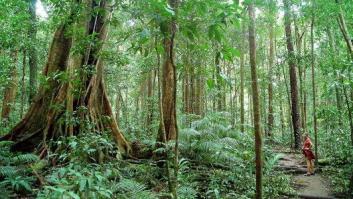 Visita a Tarzán: recorrido por las selvas más espectaculares y desconocidas del mundo
