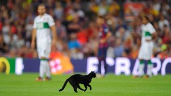 El gato negro que paralizó el Barça-Elche (VÍDEO, FOTOS)