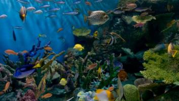 Peces de colores, ¿pero de qué colores?