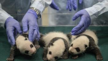 ¿Te acuerdas de los pandas trillizos? Así están ahora (FOTOS)