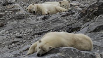Un grupo de osos usa como refugio temporal una antigua estación soviética abandonada en el Ártico