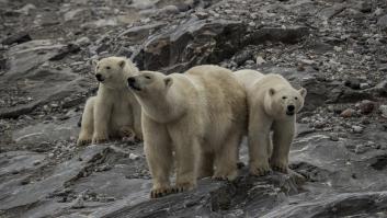 Oso polar: ¿dónde vive, qué come y por qué está en peligro de extinción?