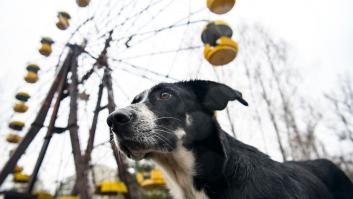El extraño caso de los perros genéticamente distintos de Chernóbil