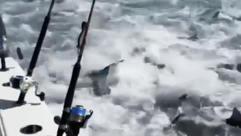 Salen a pescar y lo que graban no lo habría soñado ni Steven Spielberg hace casi 50 años