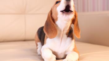 La razón por la que nunca debes dar arroz a tu perro si está mal del estómago