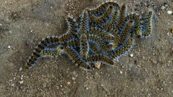 Esta es la oruga más venenosa del mundo