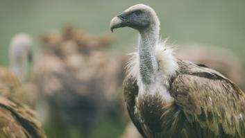 ¿Los buitres atacan a las personas? Los casos más llamativos
