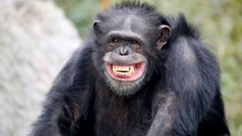 La "adicción" de los simios a girar sobre sí mismos explicaría porqué nos gustan "los subidones"