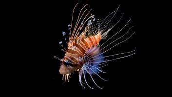 El pescado que recomienda comer el chef José Andrés