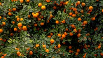 El país que planta cara a España con la naranja se salta la normativa