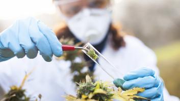 Esta ciudad española plantará cannabis con fines medicinales